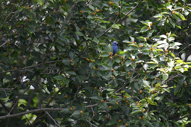 File:Blue grosbeak patuxent research refuge north tract 7.3.22 DSC 4754.jpg