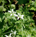 Blumenbachia insignis Prague 2012 5.jpg