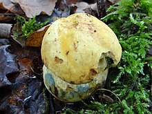 Boletus junquilleus G3.jpg