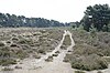 The heath of Boshoverheide