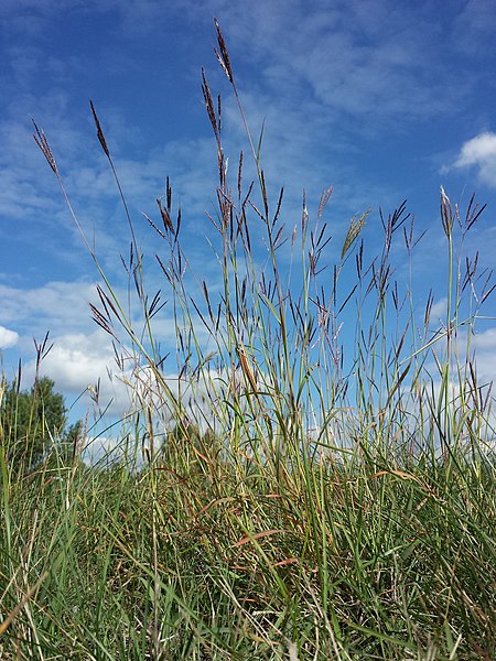 File:Bothriochloa ischaemum sl11.jpg