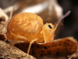 Bourletiella hortensis