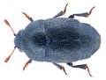 Thumbnail for Brachypterolus pulicarius