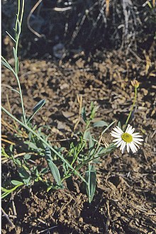 Brachyscome bazaltica flower & foliage.jpg