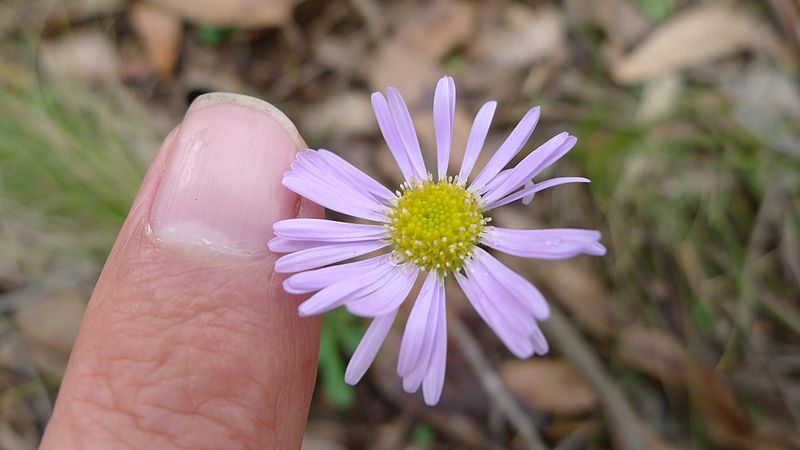 File:Brachyscome spathulata flower 30 mm across (8689003910).jpg