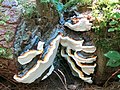 Bracket fungus on log ends (37091826103).jpg