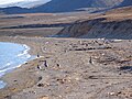 Post-breeding flock; Ny-Ålesund, Spitsbergen, Svalbard