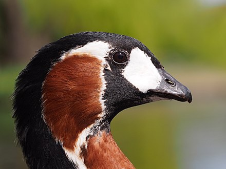 Краснозобая казарка. Branta ruficollis. Краснозо́бая каза́рка. Ареал краснозобой казарки. Краснозобая казарка место обитания.