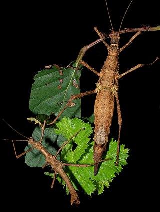 <i>Brasidas foveolatus</i> Species of stick insect