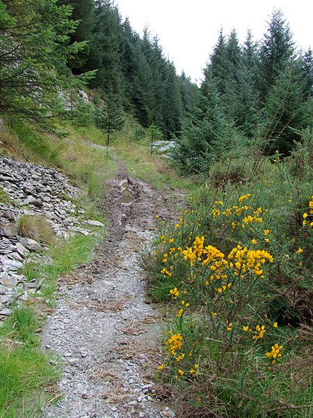 File:Bridleway with gorse, Tywi Forest, Powys - geograph.org.uk - 1529803.jpg