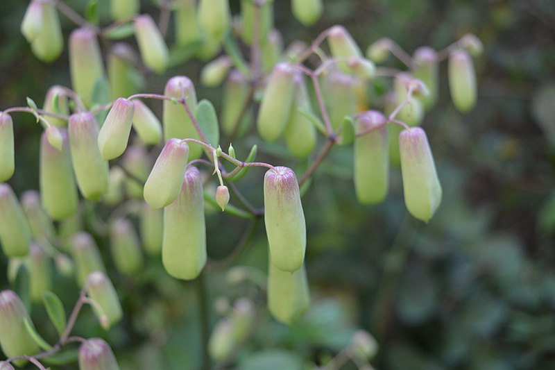 File:Bryophyllum pinnatum at Peravoor (4).jpg