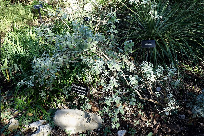 File:Buddleja marrubiifolia - Zilker Botanical Garden - Austin, Texas - DSC08735.jpg