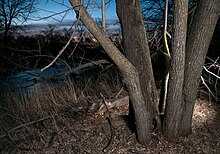 View of the Buffalo River from hiking trail. Buffalo River State Park- Minnesota.jpg