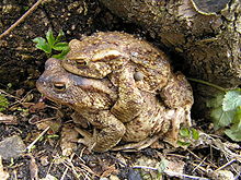 2012 common toad