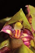 August 24: Flower of the orchid Bulbophyllum bicoloratum.