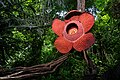 Auf Sumatra: eine seltene Rafflesia-Blume. Eigentlich wächst sie eher am Boden.