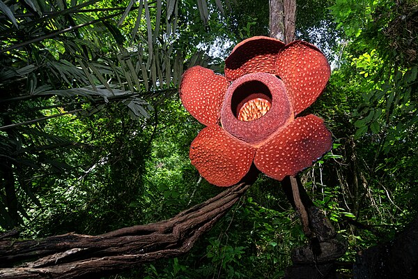 Rafflesia on hanging roots. West Sumatra, Indonesia.