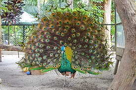 Burung Merak di Kebun Binatang Siantar, Sumatera Utara