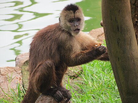A wedge-capped capuchin in São Paulo Zoo.