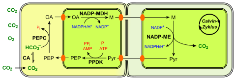 C4 photosynthesis NADP-ME type