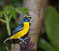 Euphonia chalybea (cat.)