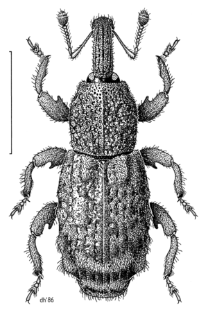 COLE Curculionidae Bantiades rectalis.png