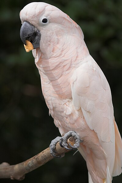 File:Cacatua moluccensis -Audubon zoo-8a.jpg