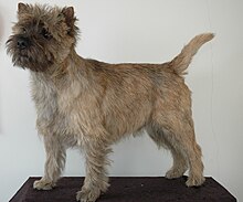 Cairn Terrier - 003.jpg