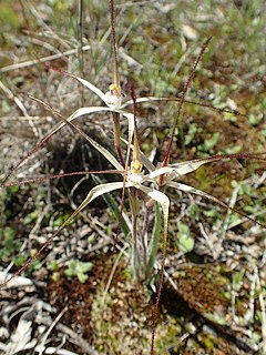 <i>Caladenia paradoxa</i> species of plant