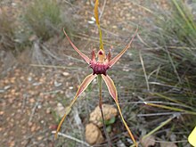 Caladenia pectinata (02).jpg