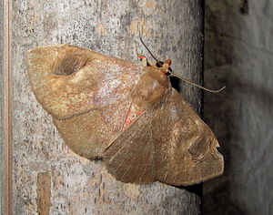 Calesia dasypterus.jpg