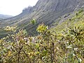 File:O Musgo (Sphagnum russowii) cobre formação rochosa em rio recorte.JPG  - Wikipedia