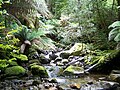 La Tasmanie possède parmi les forêts les plus denses et riches d'Australie.