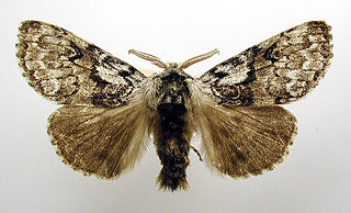 <i>Calliteara abietis</i> Species of moth