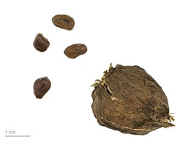   Mature fruit and seed - Museum specimen