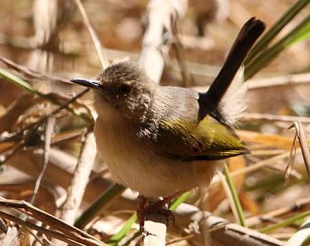 Camaroptera_brachyura