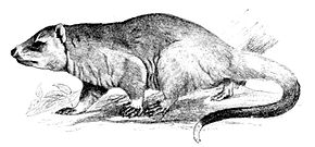 Cambridge Natural History Mammalia Descripción de la imagen Fig 084.jpg.