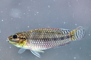 Kamerun'dan tanımlanmamış Parananochromis türleri