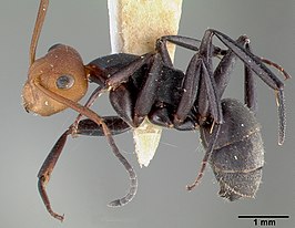 Camponotus rectangularis