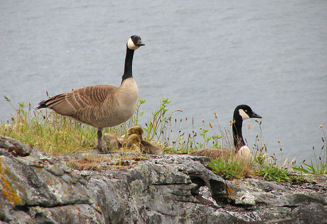 Canada goose - Wiktionary, the free dictionary