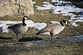 * Nomination Canada Goose --Fabian Roudra Baroi 02:05, 14 March 2023 (UTC) * Promotion  Support Good quality. --Rjcastillo 03:17, 14 March 2023 (UTC)
