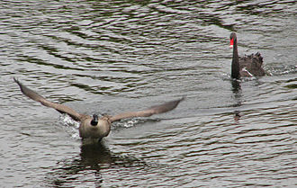 Canada goose chased by a black swan in Rideau River beside the park Canada Goose chased by Black Swan, Dutchy's Hole, Ottawa.jpg