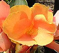 Canna Oberon 02.JPG