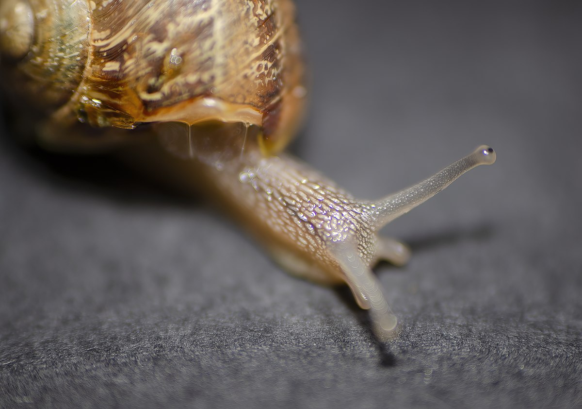 Qué come el caracol