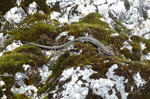Carbonell’s Wall Lizard (Podarcis carbonelli) - Flickr - gailhampshire.jpg