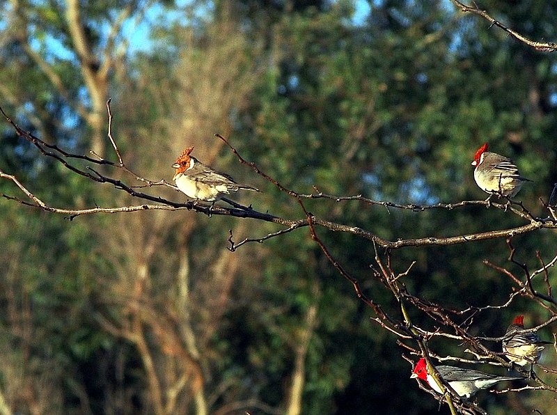 File:Cardenales (221673657).jpeg