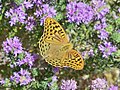 Cardinal (Argynnis pandora), 2016-06-10.