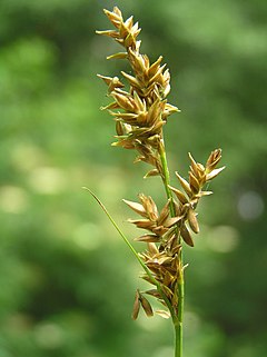 Description de l'image Carex elongata3.JPG.