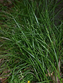 Carex gibba masukusa002.jpg