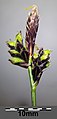 Inflorescence with 1 ♂ spike at the top and several ♀ spikes below